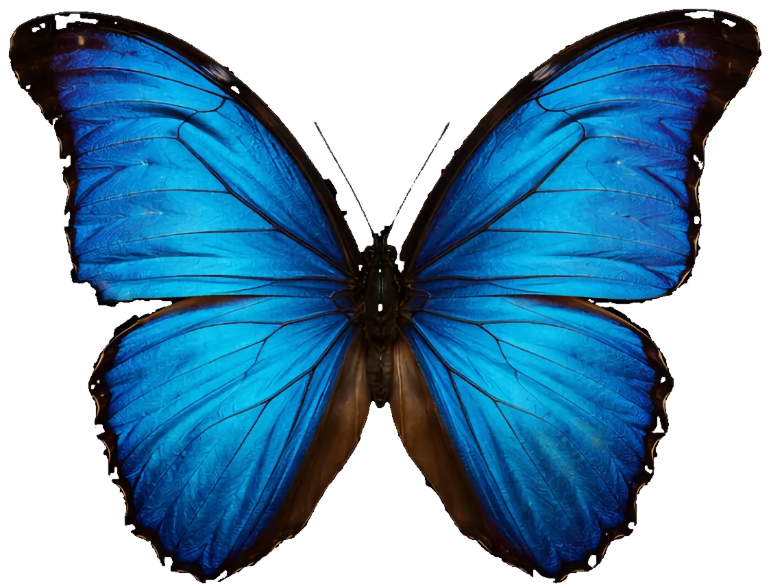 Morpho godarty didius tingomarensis